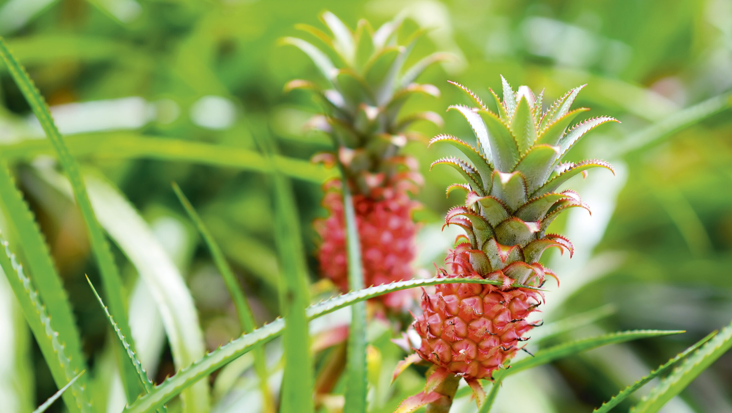 Dwarf pineapples.